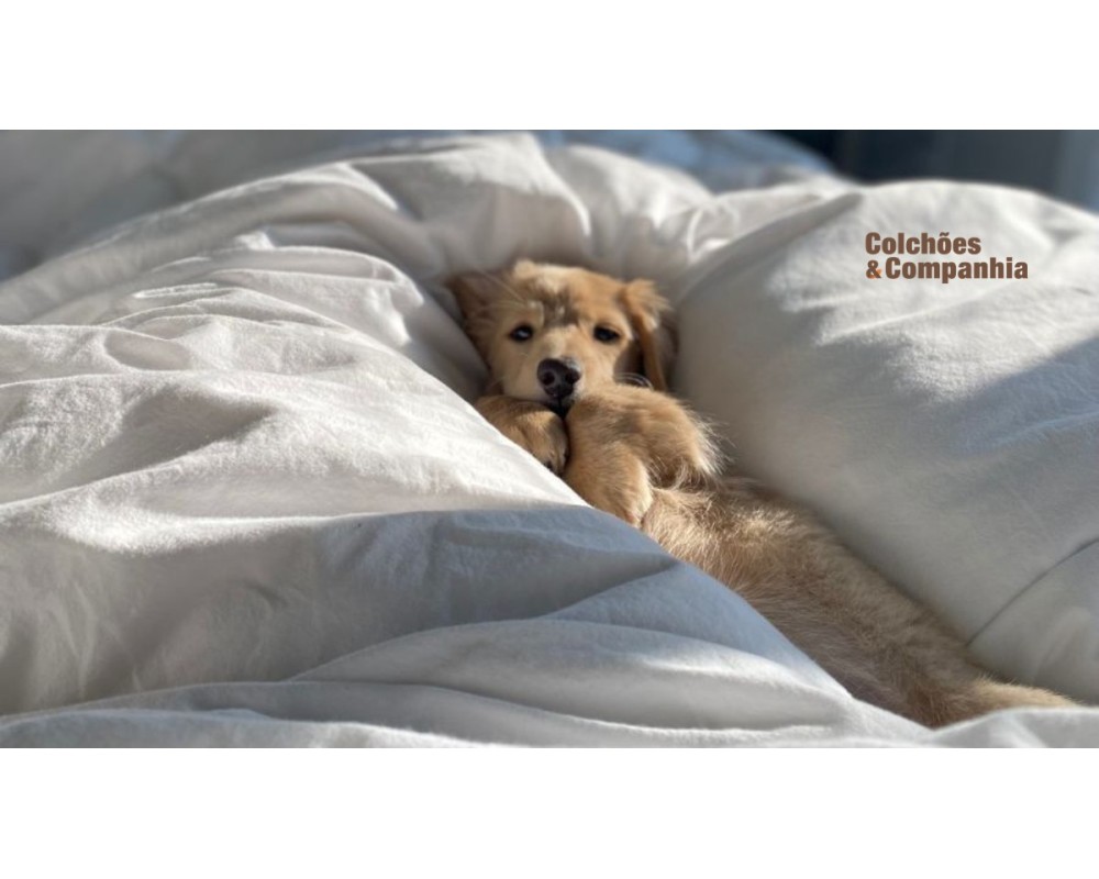 Dormir com o cão ou gato na cama: Sim ou Não? O impacto no seu sono e no seu colchão